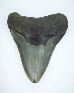 Megalodon Fossil Shark Tooth Authentic